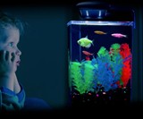 GloFish Fluorescent Fish