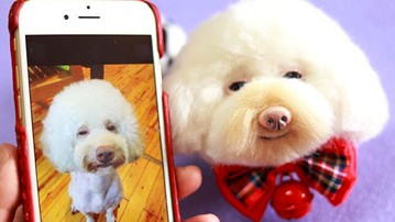 Custom Stuffed Pet Replicas Custom Stuffed Pet Replicas