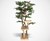 Sycamore Cat Tree Sycamore Cat Tree