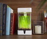 OrchidBox Smart Mini Terrarium