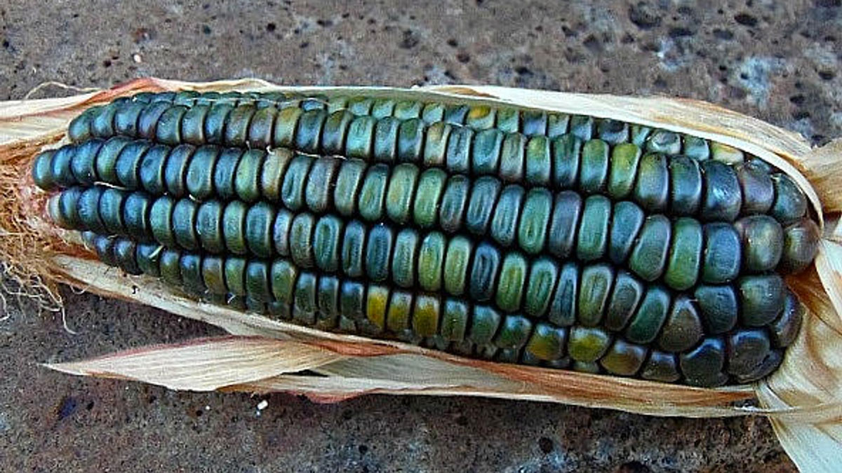 Oaxacan Green Dent Corn