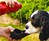H2O4K9 Dog Water Bottle & Travel Bowl