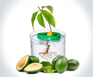 AvoSeedo Bowl - Grow an Avocado Tree