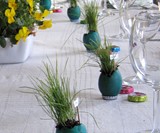 Eggling Crack & Grow Plants