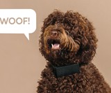 Cuss Collar - A Collar that Curses When Your Dog Barks