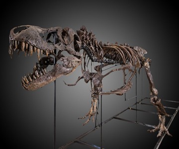 Real Partial T-Rex Skeleton