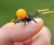 Glass Symphony Hand-Blown Glass Spiders Glass Symphony Hand-Blown Glass Spiders