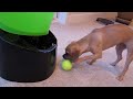 Go Dog Go Lazy Man's Fetch