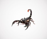 Edible Asian Forest Scorpion