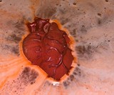 Bleeding Heart LED Bath Bomb