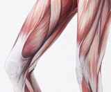 Anatomical Leggings