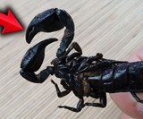 Edible Asian Forest Scorpion