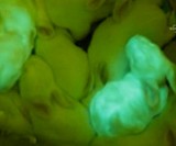 Power Glow Bioluminescent Energy Drink