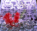 LumaTank - Edge Lit Fish Tank
