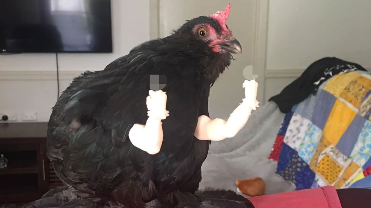 Bird Flippin' the Bird - Middle Finger Chicken Arms Bird Flippin' the Bird - Middle Finger Chicken Arms