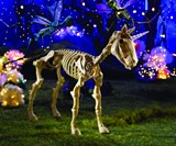 Unicorn Skeleton