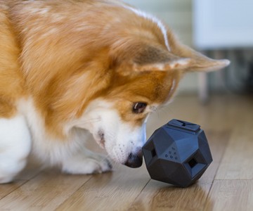 Odin Modular Puzzle Dog Toy Odin Modular Puzzle Dog Toy