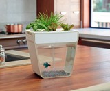 Aqua Farm