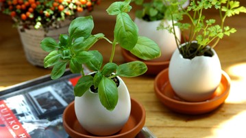 A Plant A Plant