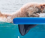 Dog on Water Ramp for Boats, Docks & Pools