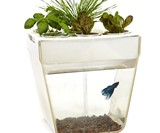 Aqua Farm