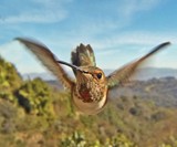 Bird Photo Booth