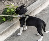 Fresh Pawz - Official Streetwear & Gear Brand for Dogs