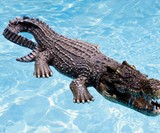 Floating Crocodile Pool & Pond Decoy