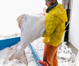 Sitka Salmon Shares Subscription Seafood Collective