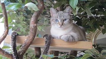 Sycamore Cat Tree Sycamore Cat Tree