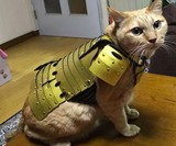 Samurai Pet Armor for Cats & Dogs