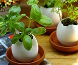 Eggling Crack & Grow Plants