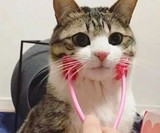 Cat Face Massager