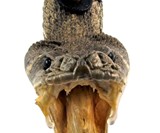 Eastern Diamondback Rattlesnake Head Keychain