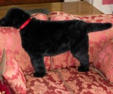 Labrador Rug