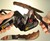 Work Sharp Knife & Tool Sharpener Work Sharp Knife & Tool Sharpener