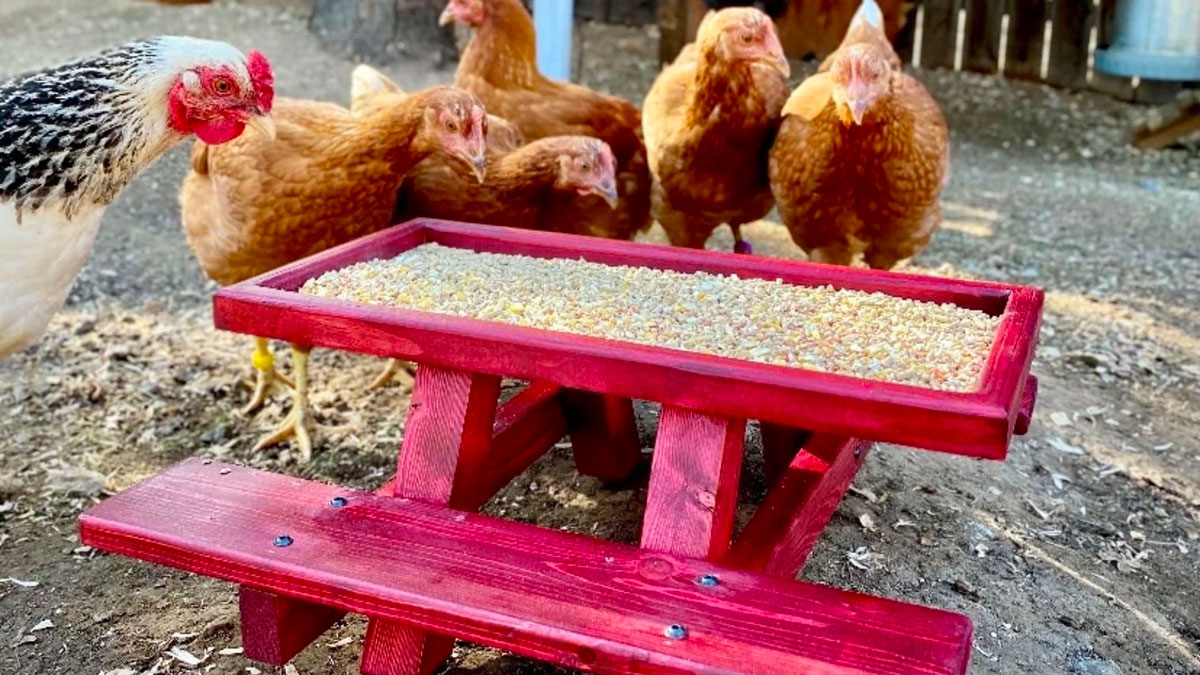 Chicknic Table - Chicken Picnic Table Chicknic Table - Chicken Picnic Table