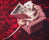 Mouse Taxidermy Kit
