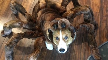 Tarantula Dog Halloween Costumes
