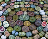 Lithops - Living Stone Succulent Plants