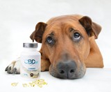 CBDxr Canine - CBD for Pain & Anxiety in Dogs