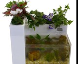 Fin to Flower Aquaponics System-9
