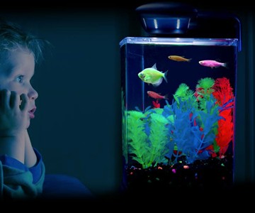 GloFish Fluorescent Fish GloFish Fluorescent Fish