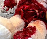 Pair of Grisly Bears