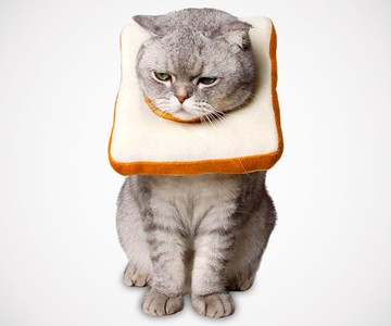 Slice of Bread Cat Cone Slice of Bread Cat Cone