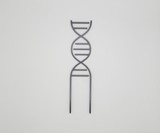 DNA Plant Trellis