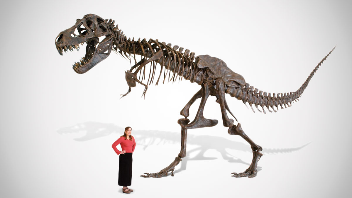 Life Size T-Rex Skeleton Life Size T-Rex Skeleton
