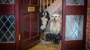 DOG-G8 - Retractable Front Door Dog Safety Gate DOG-G8 - Retractable Front Door Dog Safety Gate