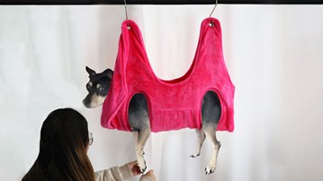 Dog Harness Hammock for Nail Trimming Dog Harness Hammock for Nail Trimming