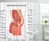 Male Reproductive System Shower Curtain